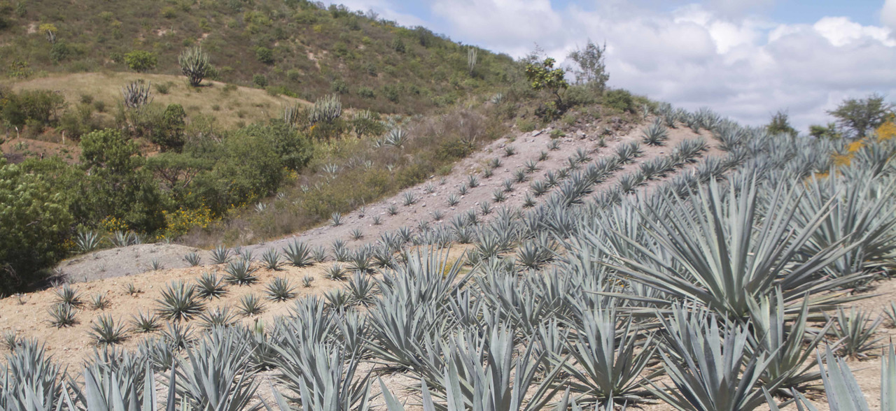 Like Tequila? You should meet Mezcal!