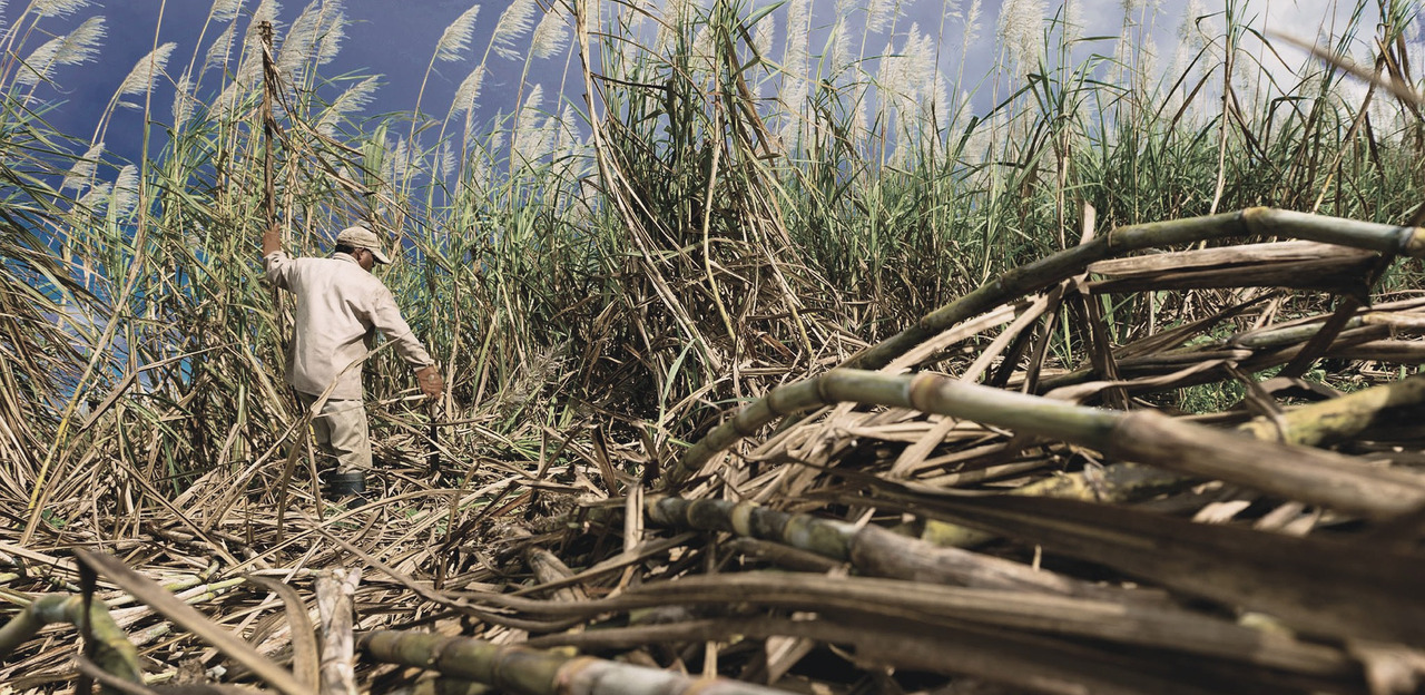 Cane to Glass - This Is How Rum Is Made