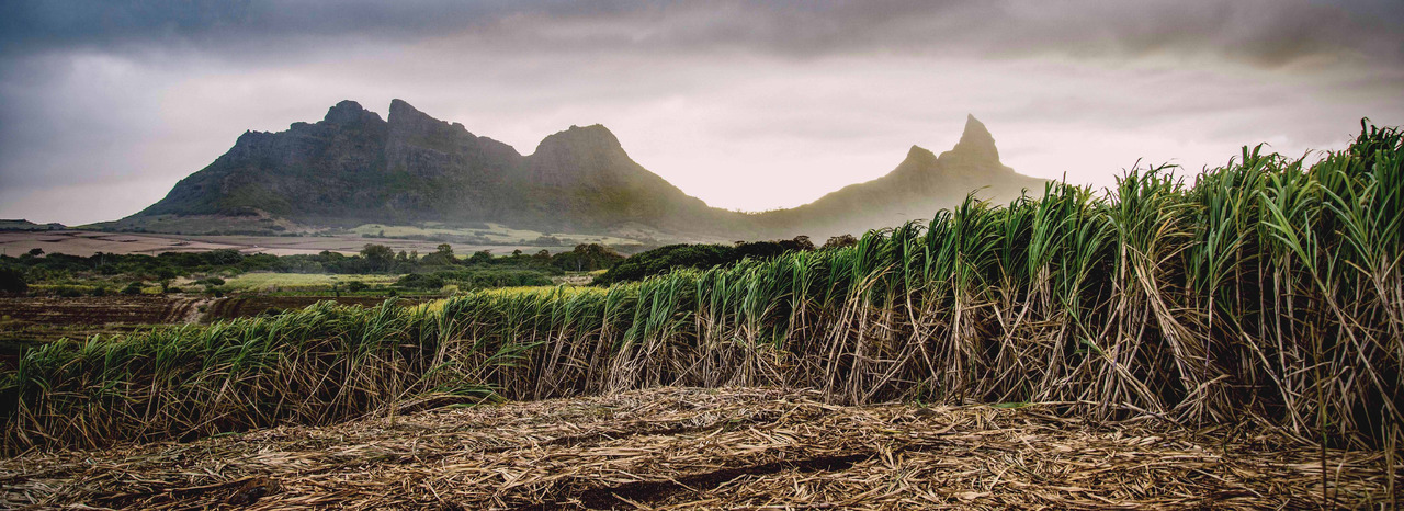 Where Sugar Cane Grows- Molasses and Rum Follows